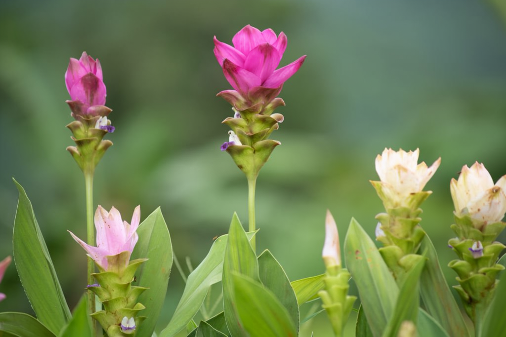 Pink and cream turmeric flowers with green leaves in a natural outdoor setting with a soft green background.