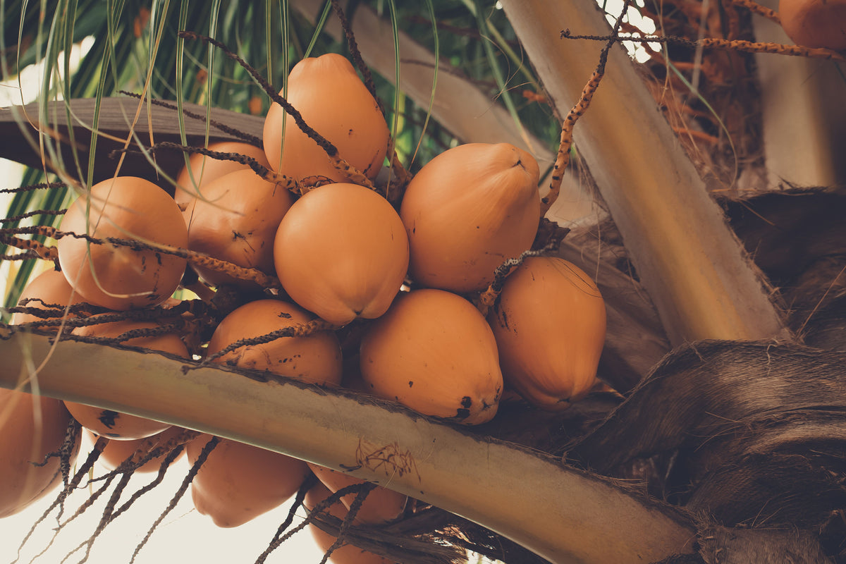 A cluster of ripe, golden-brown coconuts hanging from a palm tree trunk, surrounded by green fronds and dried brown husks.