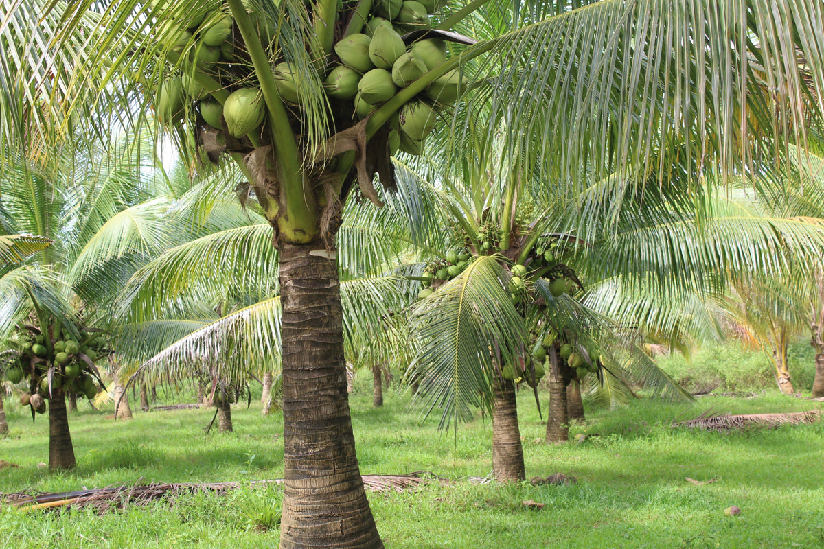 Coconut trees with green coconuts in a lush green field