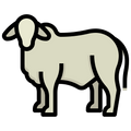 Indigenous Gir Cow Milk 