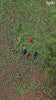 Lakadong_koski_organics_video